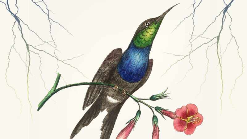 Mainumby, el joyero del viento